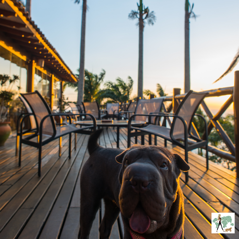 cachorro com a língua para fora em deque de madeira ao entardecer