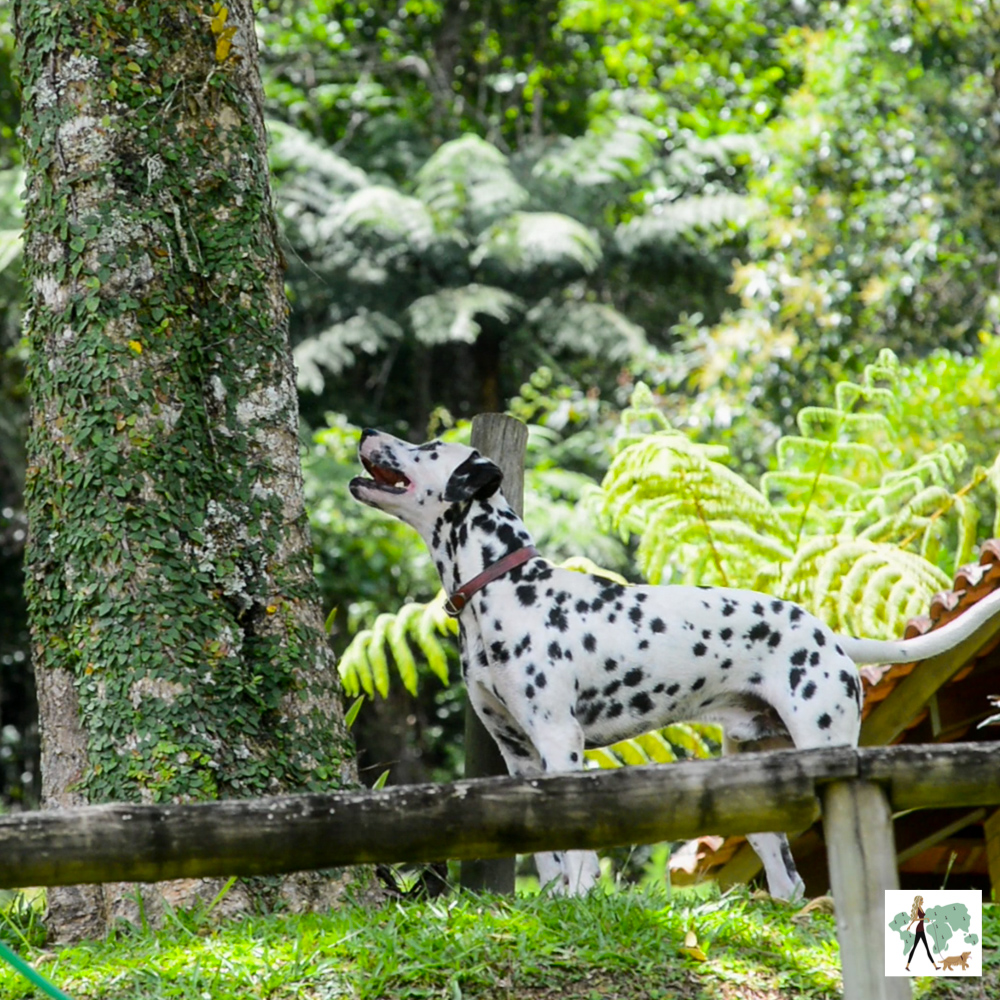 cachorro dálmata ao lado da árvore