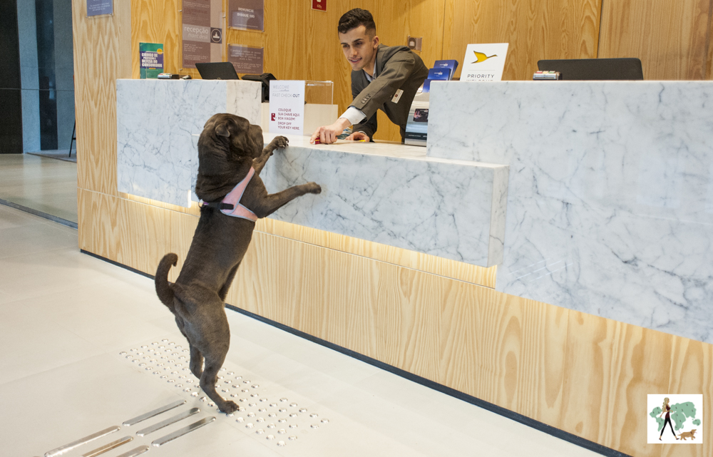 cachorro de pé encostado no balcão de hotel com atendente estendendo a mão