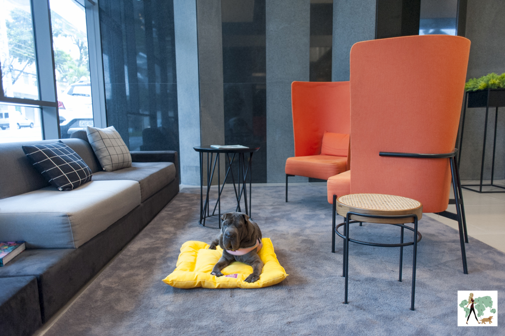 cachorro em cima de almofada em sala de hotel