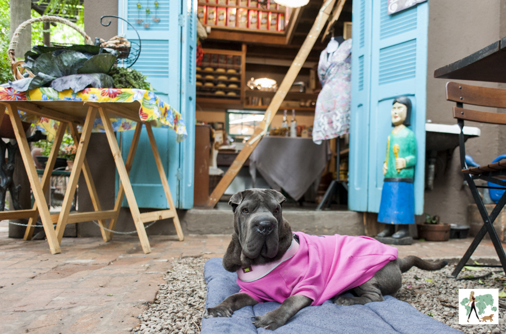 Jacarandá é pet friendly cachorro deitado na frente de restaurante