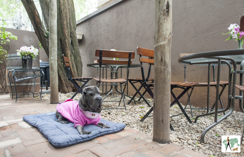 Jacarandá é pet friendly cachorro deitado no chão ao lado de mesas e cadeiras