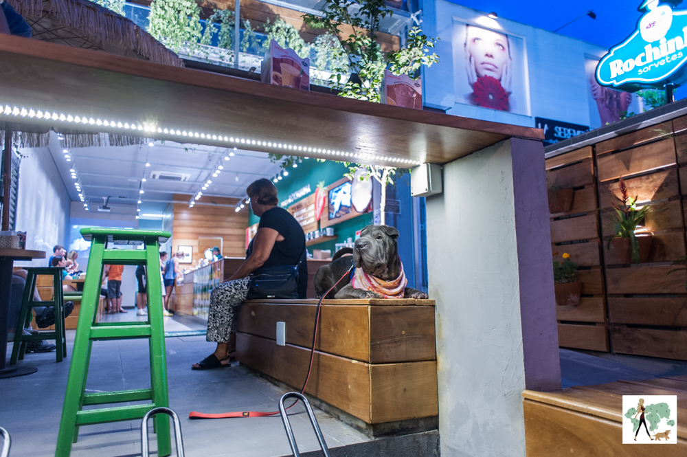 Rochinha é pet friendly cachorro deitado em banco de sorveteria