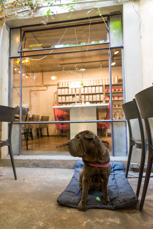 Coffe Lab é pet friendly cachorro sentado em café