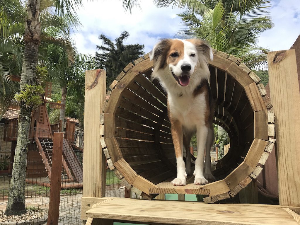 cachorro em playground de pousada pet friendly