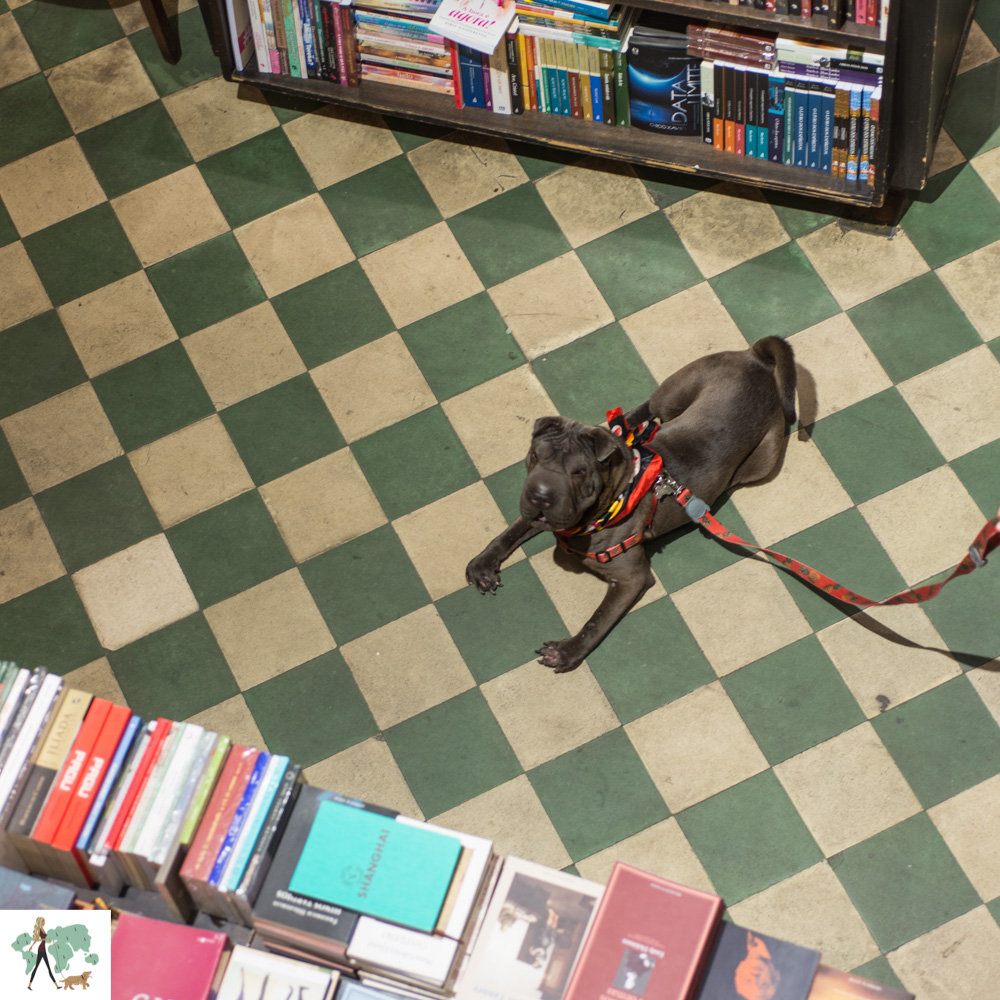 cachorro deitado no chão de livraria