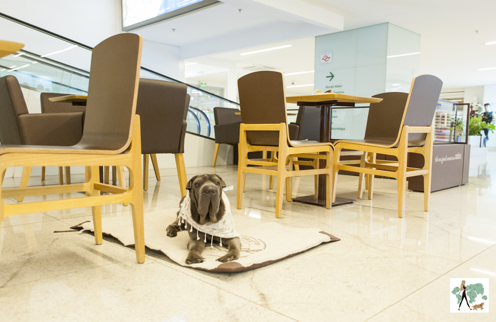 cachorro sentado em cima de colchonete em café de shopping
