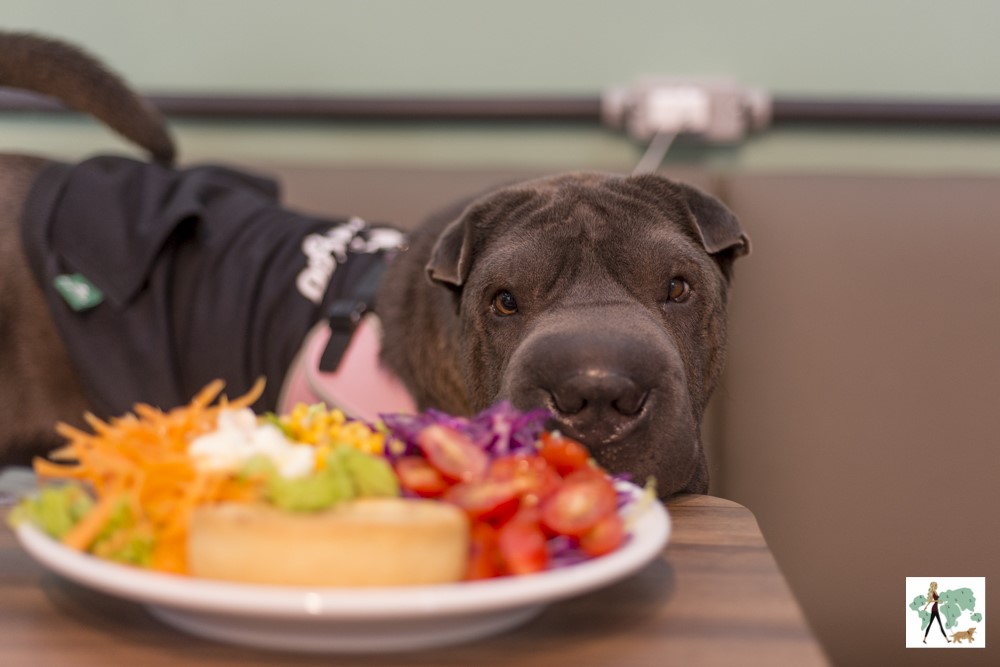 cachorro olhando para prato de salada em café pet friendly