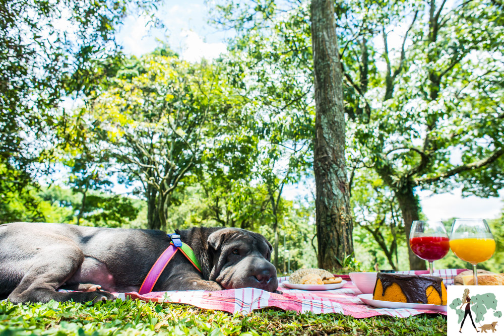 cachorro deitado em cima de toalha de picnic no parque