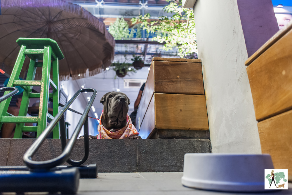 Rochinha é pet friendly cachorro em sorveteria e pote de água