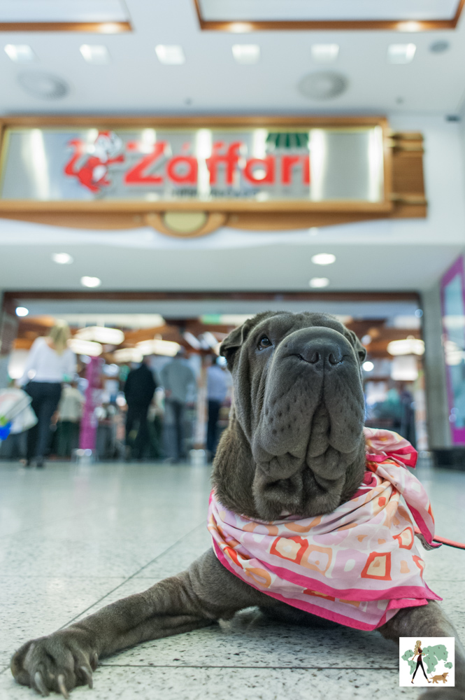 cachorro deitado no chão na frente do supermercado Zaffari