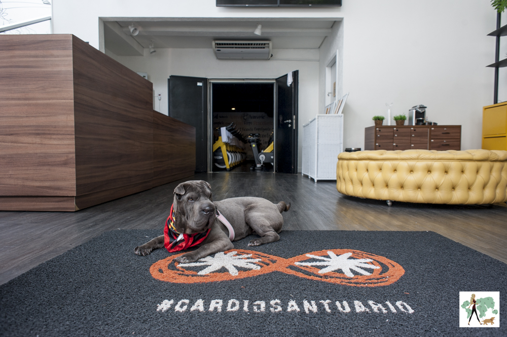 cachorro deitado no chão em academia de bike