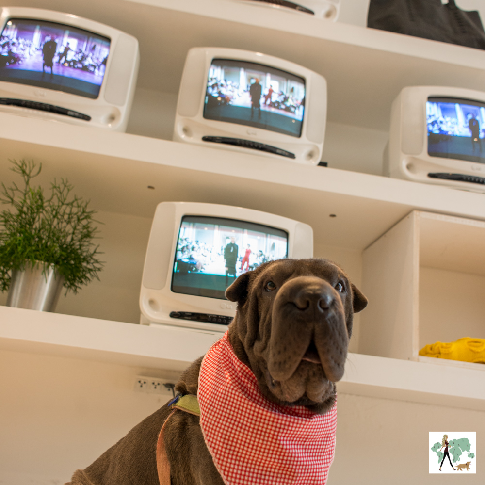 cachorro na frente de televisões expostas em prateleiras
