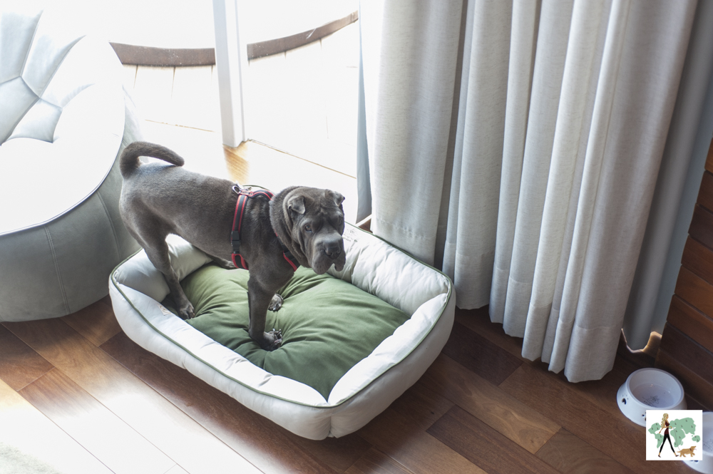 cachorro em cima de caminha de cachorro