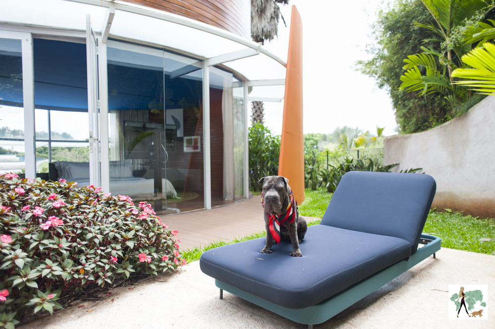 cachorro sentado em cima de espreguiçadeira em jardim interno