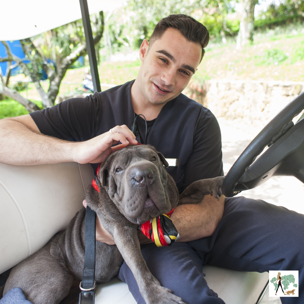 cachorro com homem em carrinho de golfe