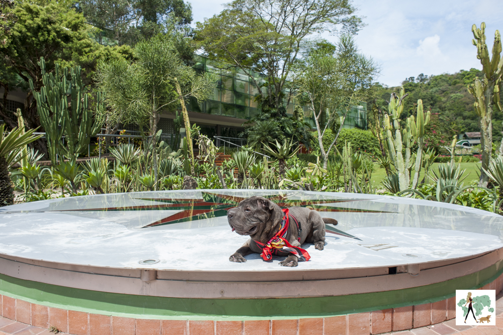 cachorro deitado em cima de símbolo da Rosa dos Ventos