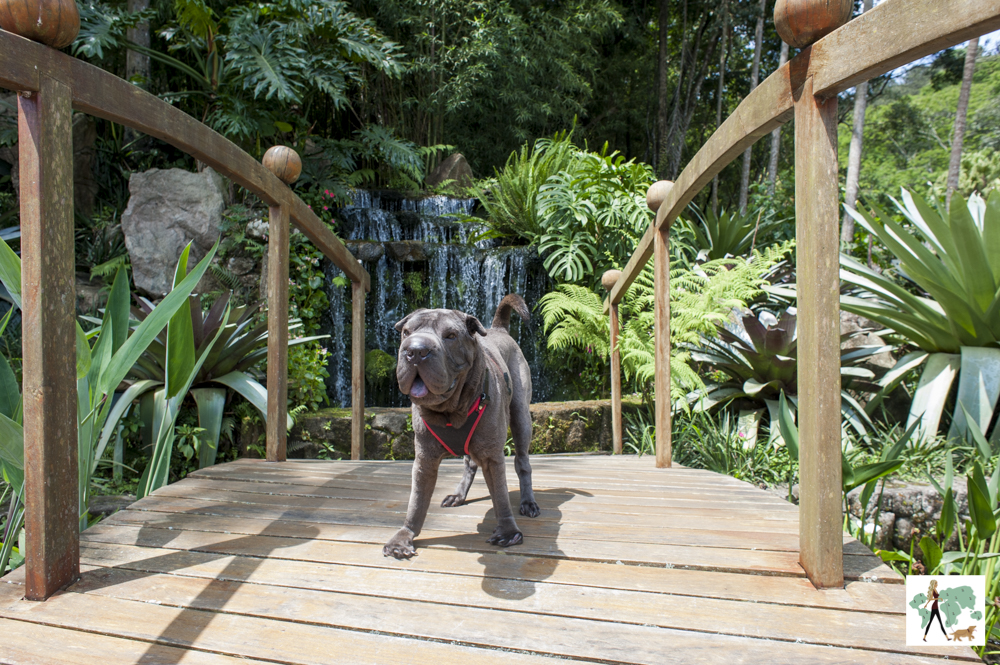 cachorro em ponte de madeira com queda d'água ao fundo