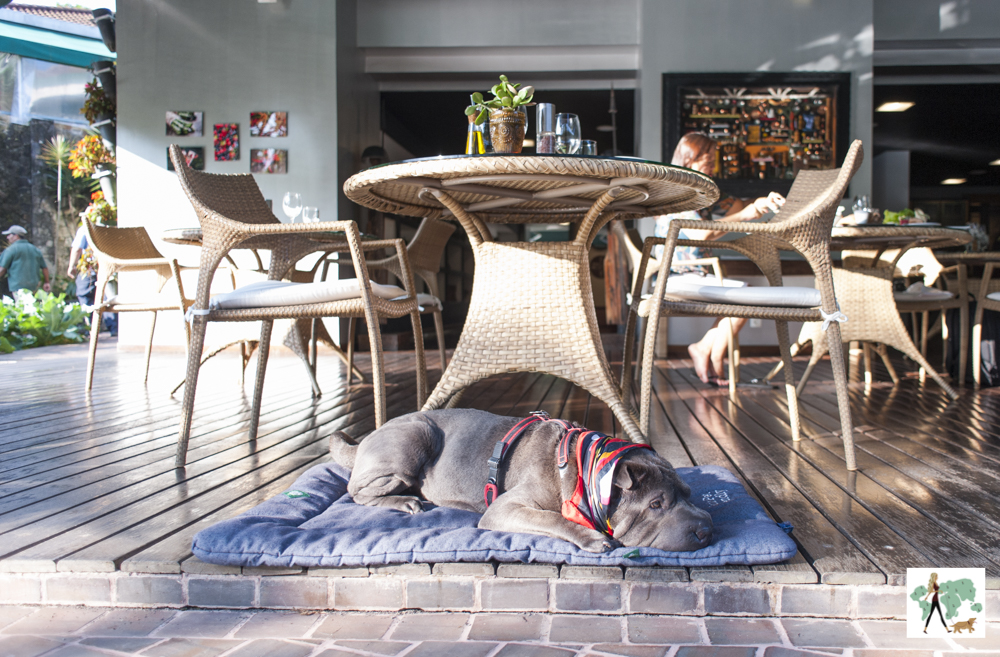 cachorro deitado em cima de almofada ao lado de mesa com cadeiras