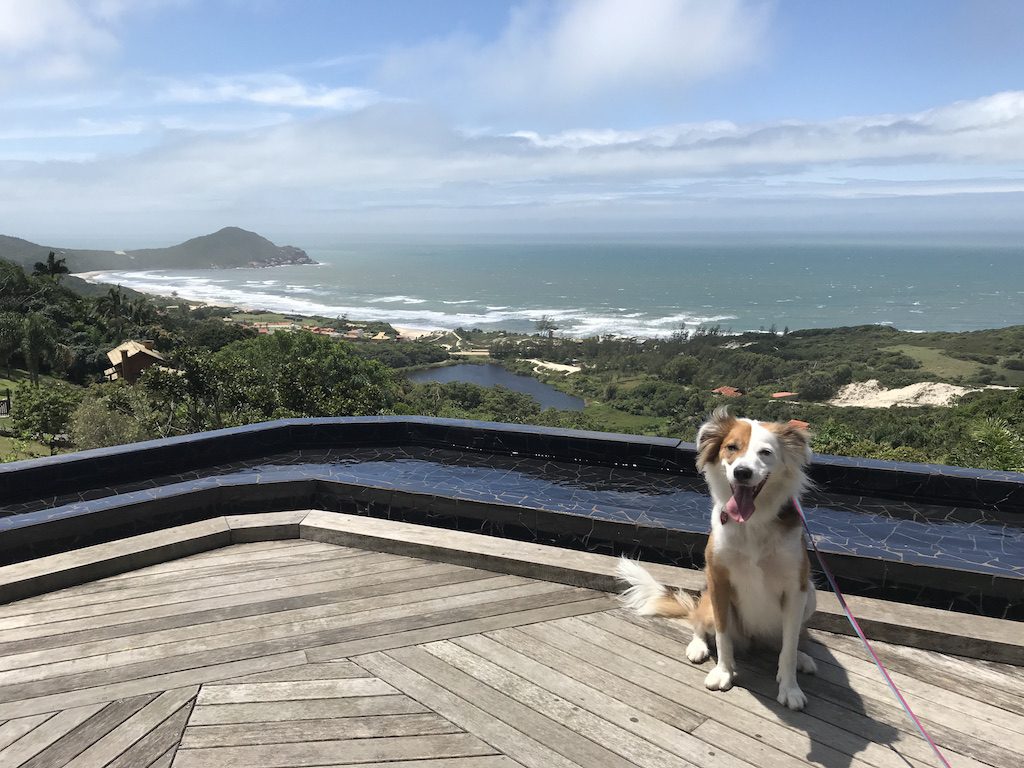 cachorro sentado em deck com vista para Praia do Rosa