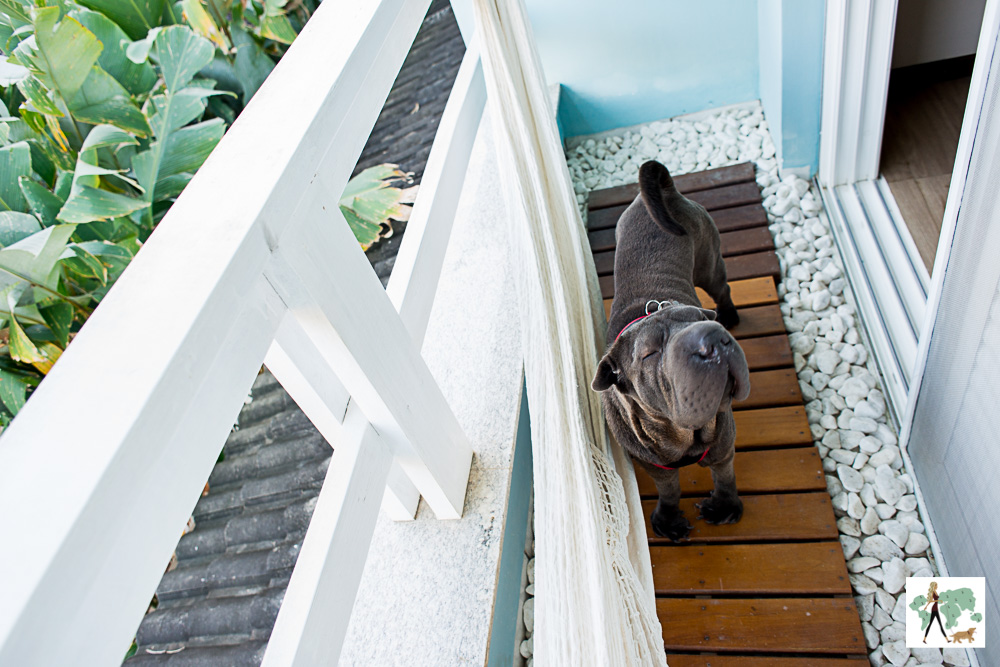 cachorro na sacada de olhos fechados em hotel pet friendly