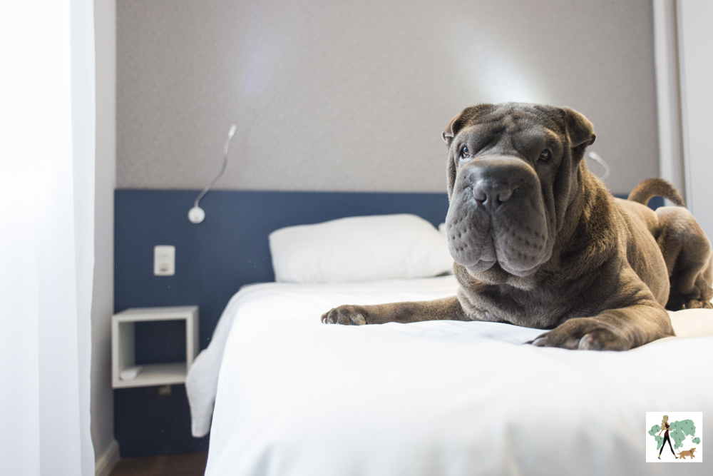 cachorro deitado em cama de hotel