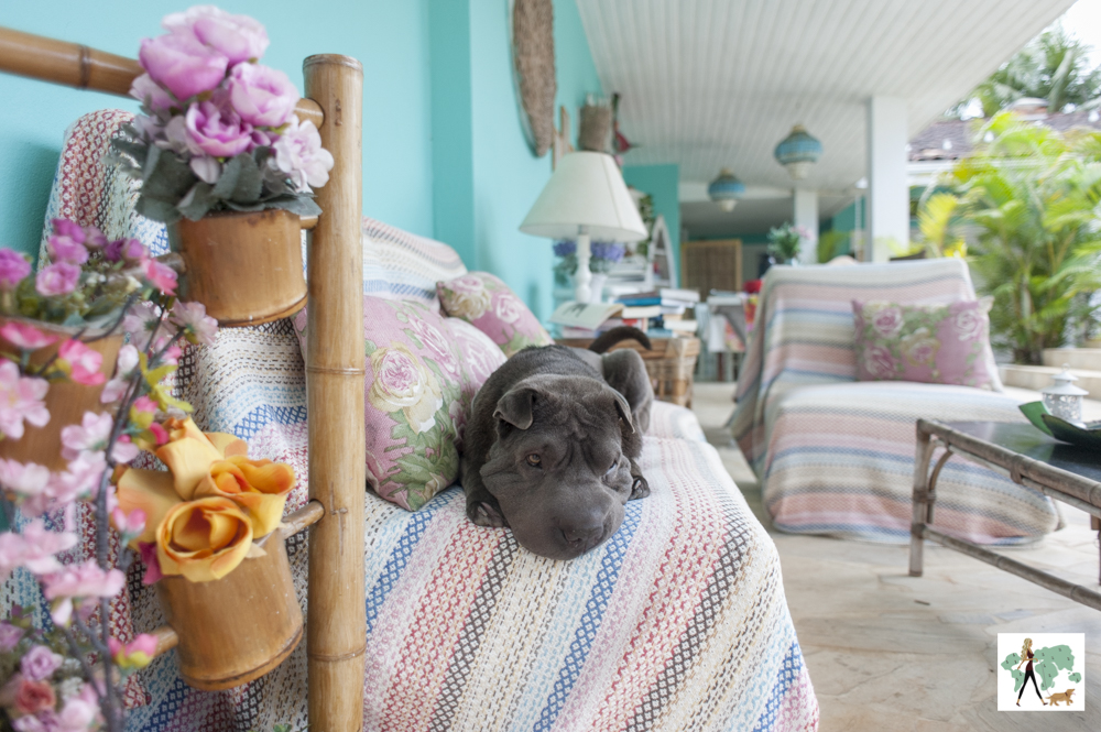cachorro em cima de sofá em hotel pet friendly