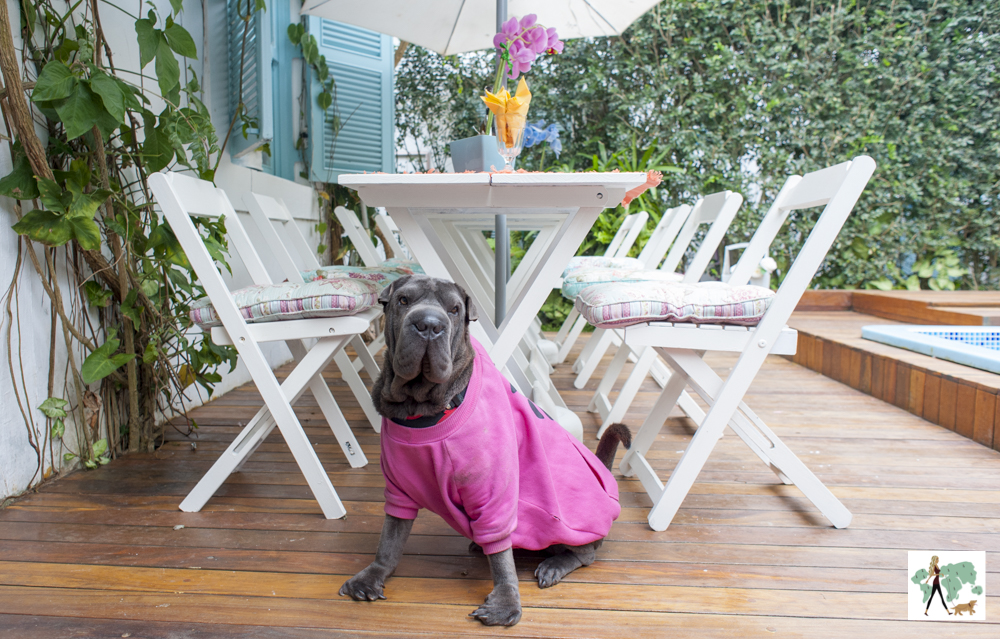 cachorro sentado ao lado de mesa e cadeiras em hotel pet friendly