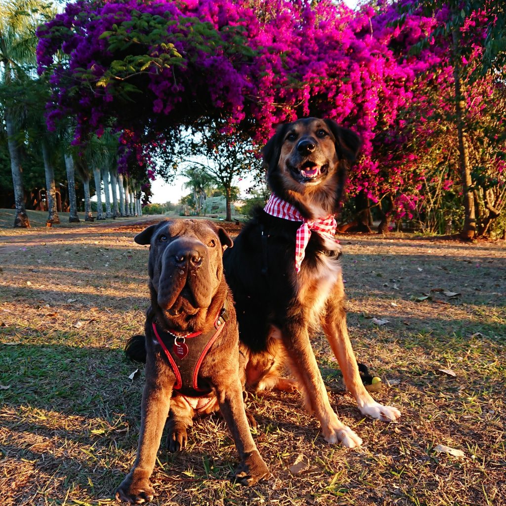 cachorros sentados no gramado com árvore florida atrás