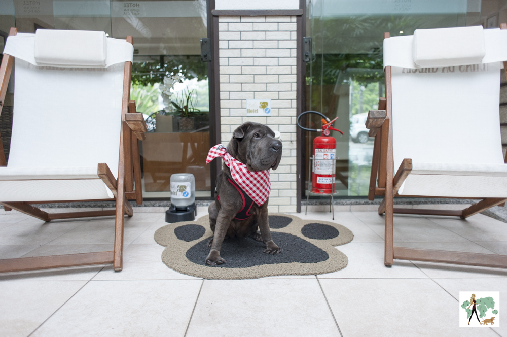 cachorro em cima de tapete em forma de patinhas em hotel pet friendly
