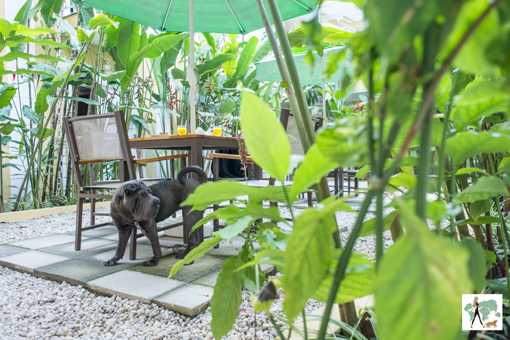 cachorro entre plantas ao lado de mesa em hotel pet friendly