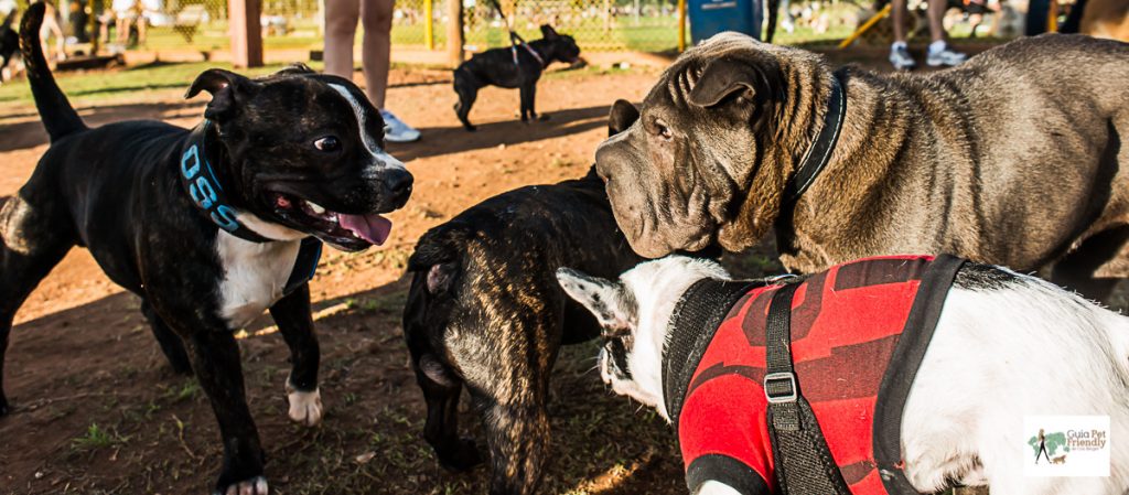 cachorros no parque