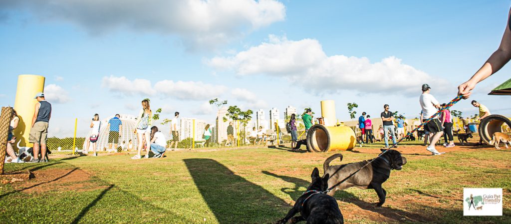 cachorro na guia brincando no parque