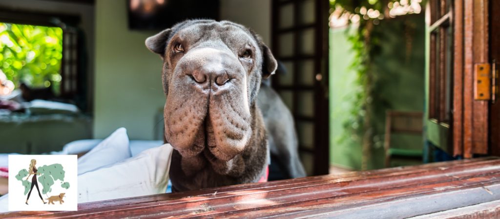 cachorro na janela de hotel pet friendly