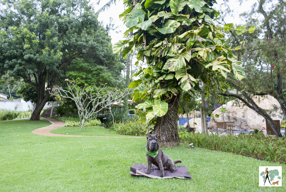 cachorro sentado no gramado em hotel pet friendly