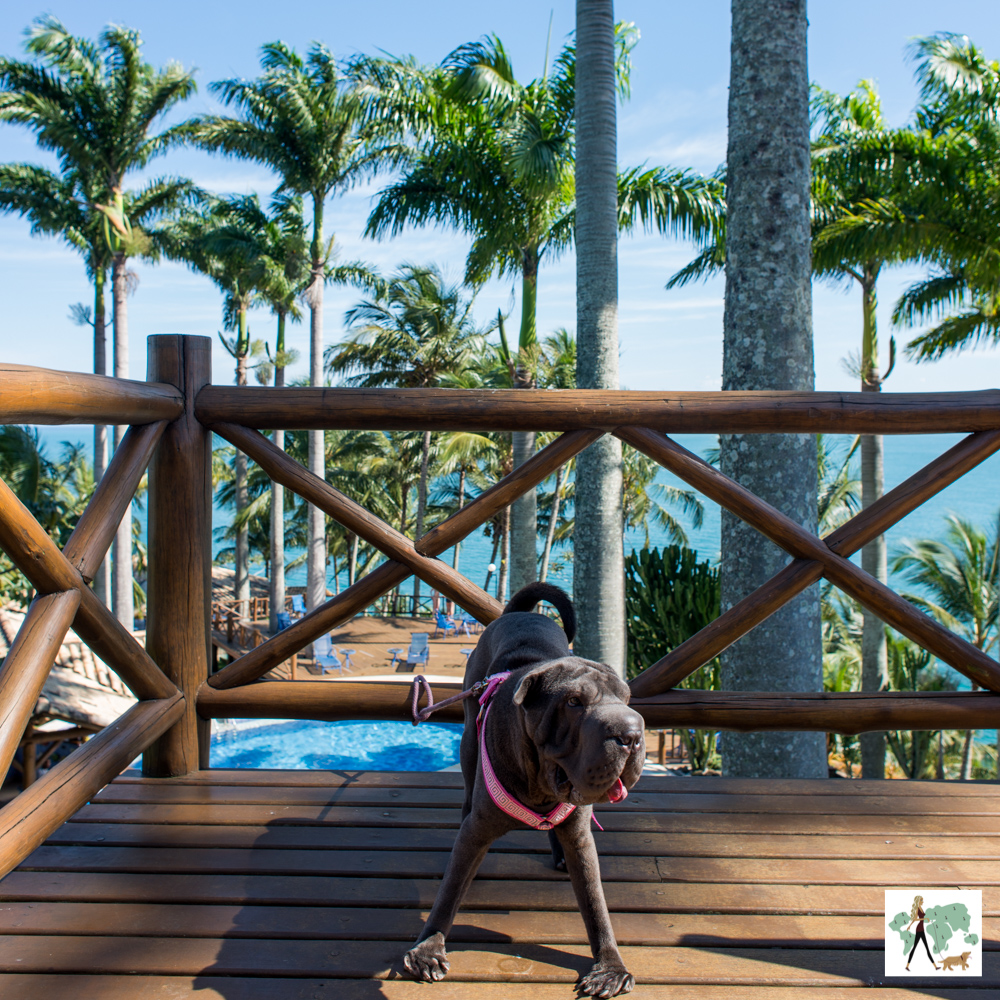 cachorro no deck de madeira com palmeiras ao fundo em hotel pet friendly