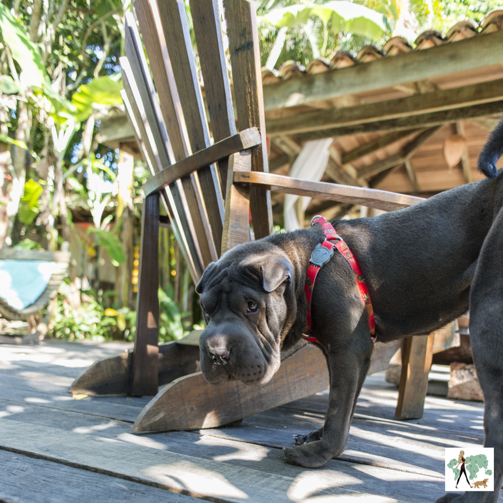 cachorro ao lado de cadeira de madeira em hotel pet friendly