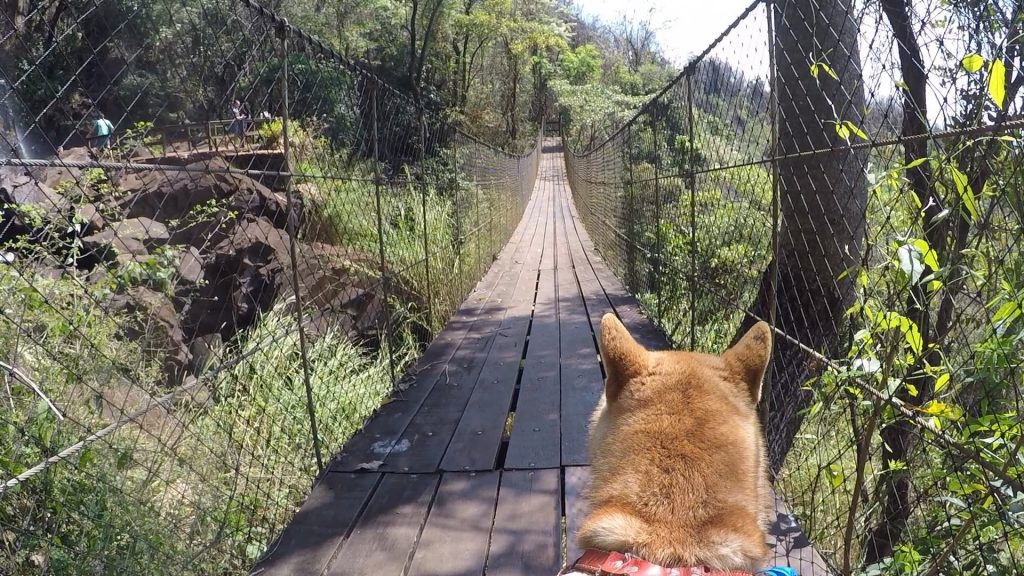cachorro em ponte de madeira