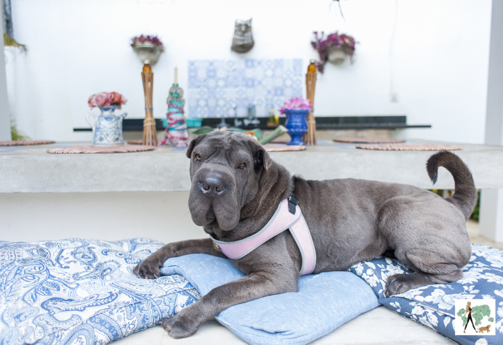 A Pousada Canto das Laranjeiras Pernambuco Villa no Guarujá é pet friendly cachorro deitado na almofada