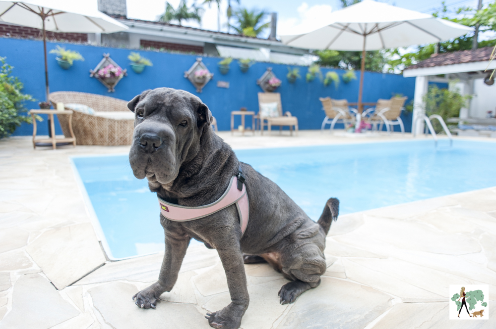 https://www.cantodaslaranjeiras.com.br/ cachorro ao lado da piscina