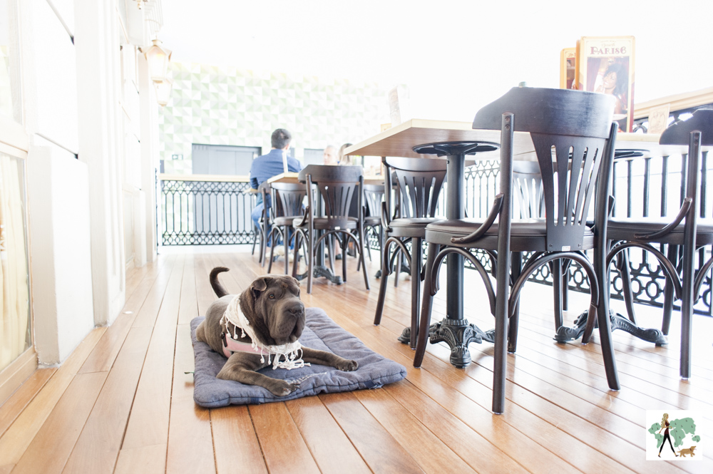 Paris 6 do Jardim Pamplona é pet friendly cachorro em cima de almofada em restaurante