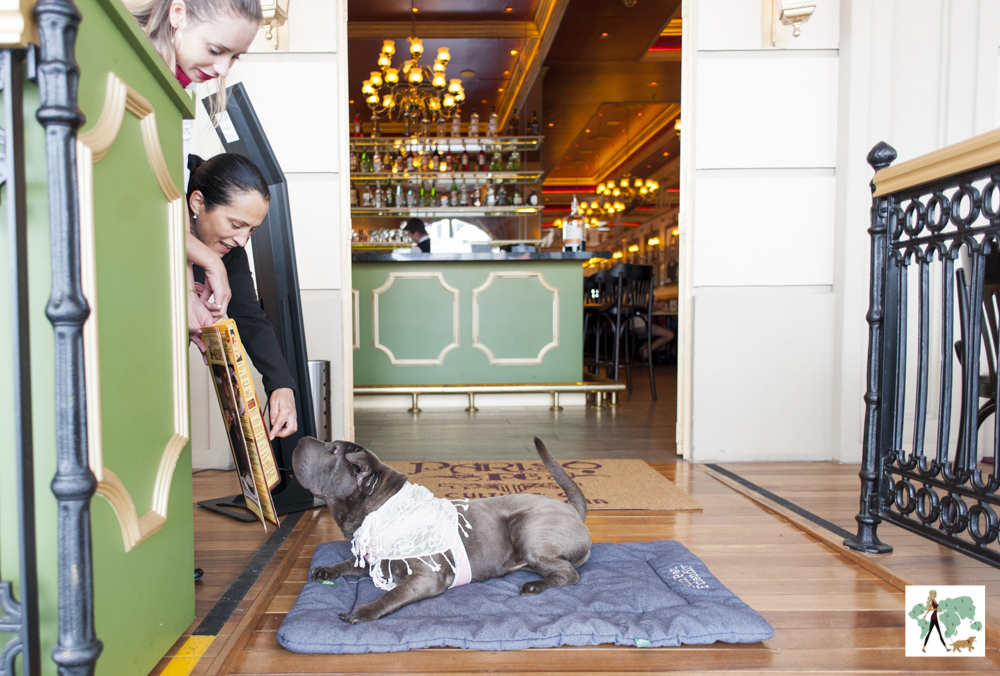 Paris 6 do Jardim Pamplona é pet friendly cachorro em restaurante olhando o cardápio