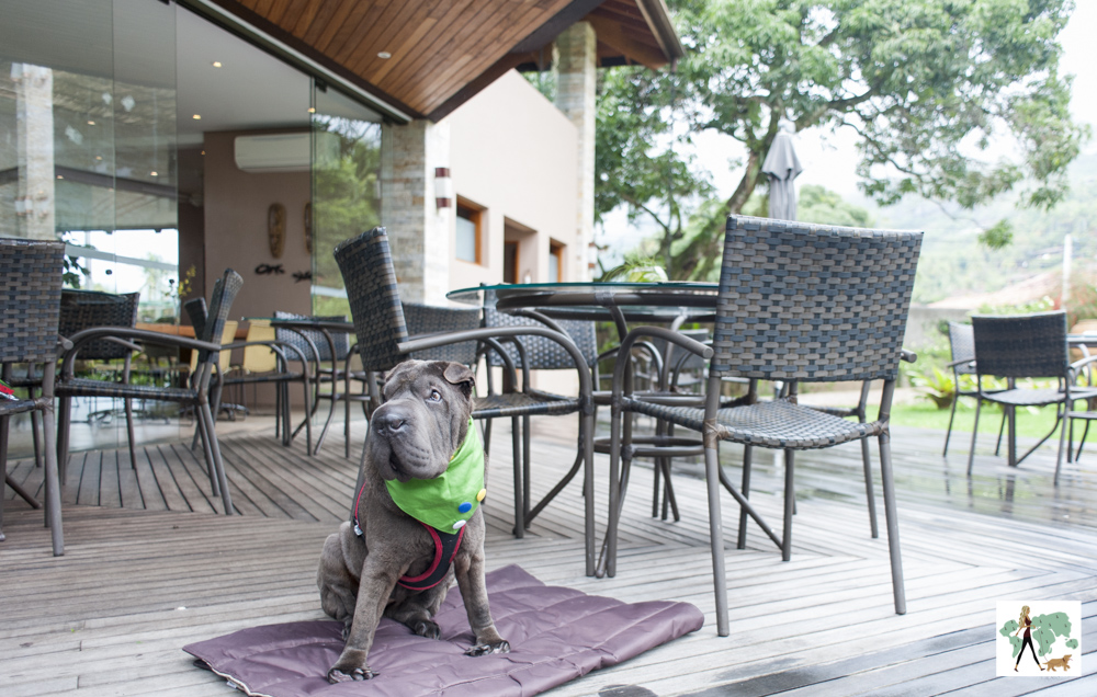 cachorro sentado no deck em frente as mesas e cadeiras