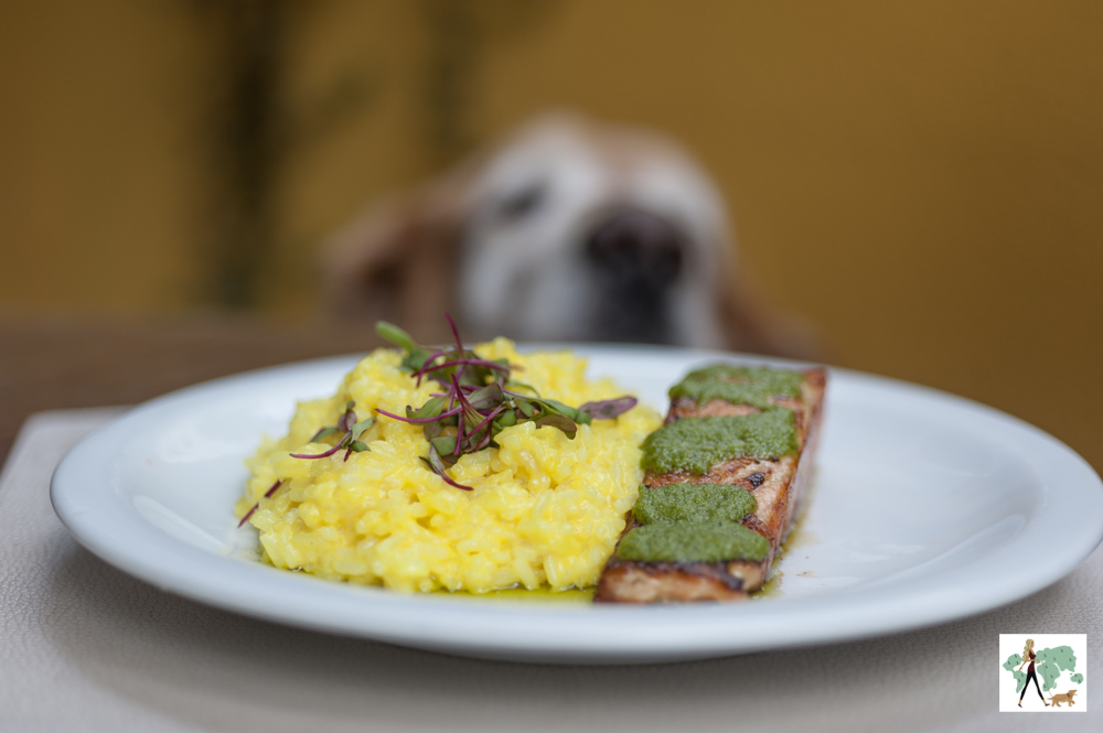 Restaurante Maracujá nos Jardins é pet friendly risoto de açafrão e salmão com molho pesto