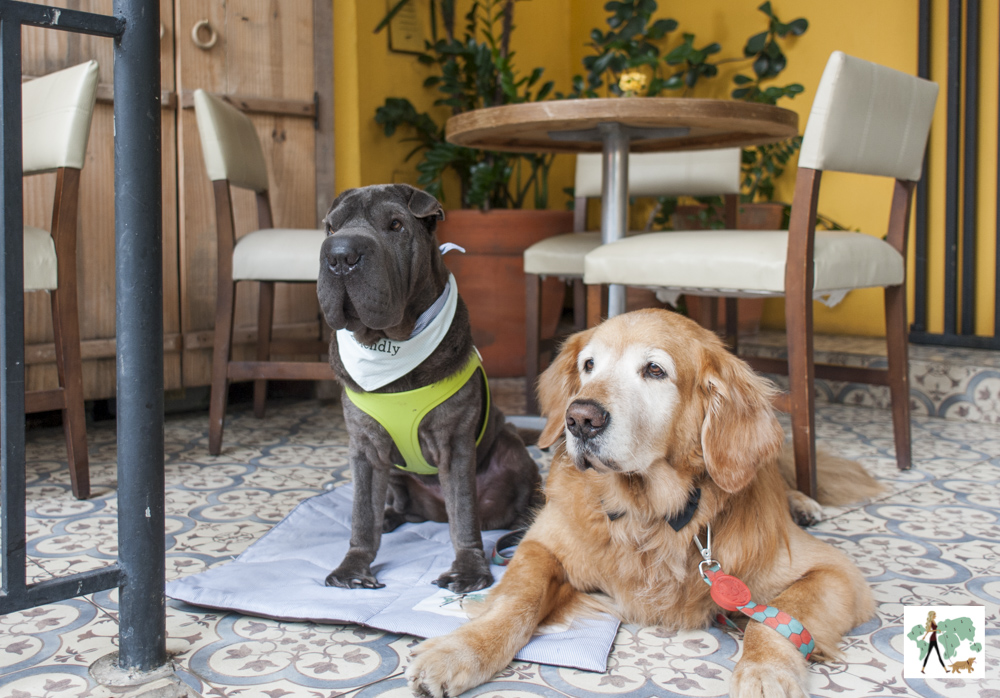 Restaurante Maracujá nos Jardins é pet friendly sharpei e golden retriever em restaurante