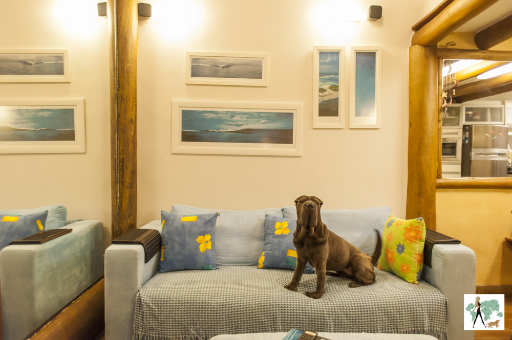 cachorro em cima da sofá de casa