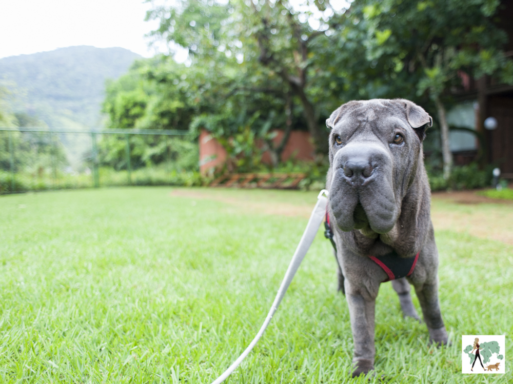cachorro de pé em gramado