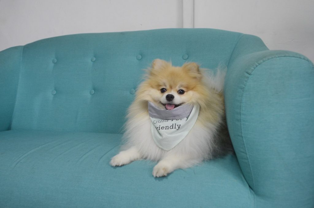 cachorro spitz sentado em sofá