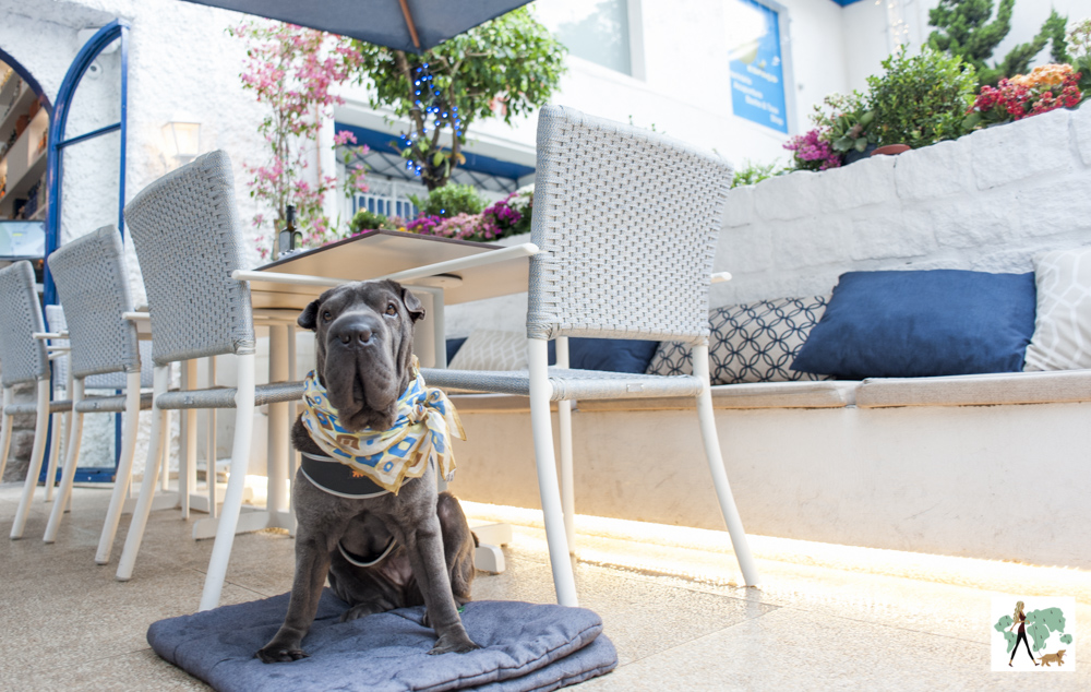 cachorro sentado em cima de almofada em restaurante grego
