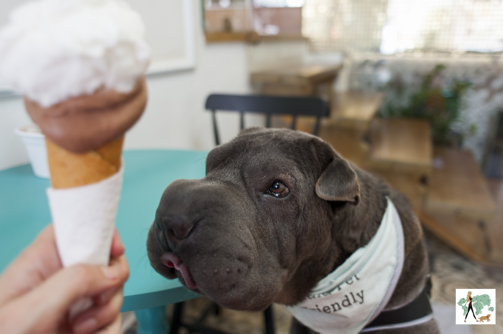 cachorro olhando para sorvete